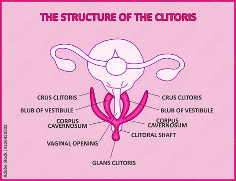 klitoris plural|Clitoris Definition & Meaning .